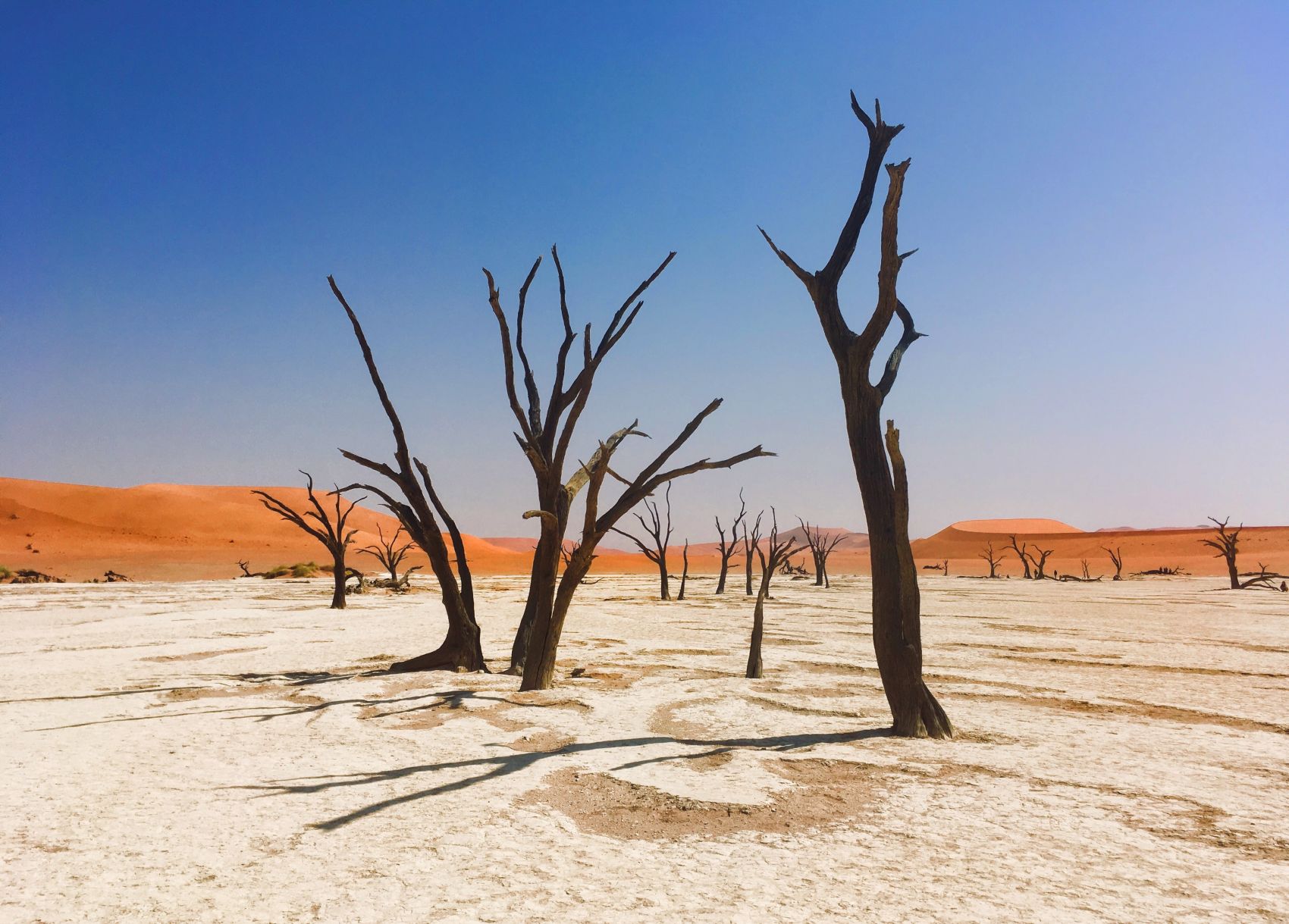 Free Images : landscape, sand, prairie, desert, soil, dead tree ...
