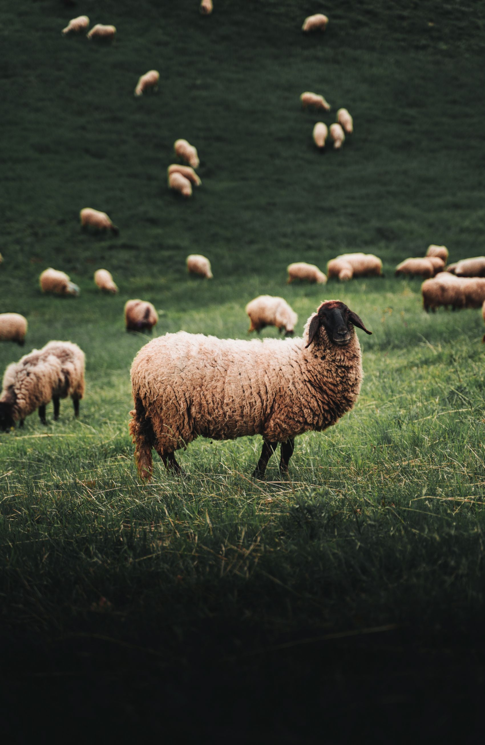 绿色草原上的羔羊图片
