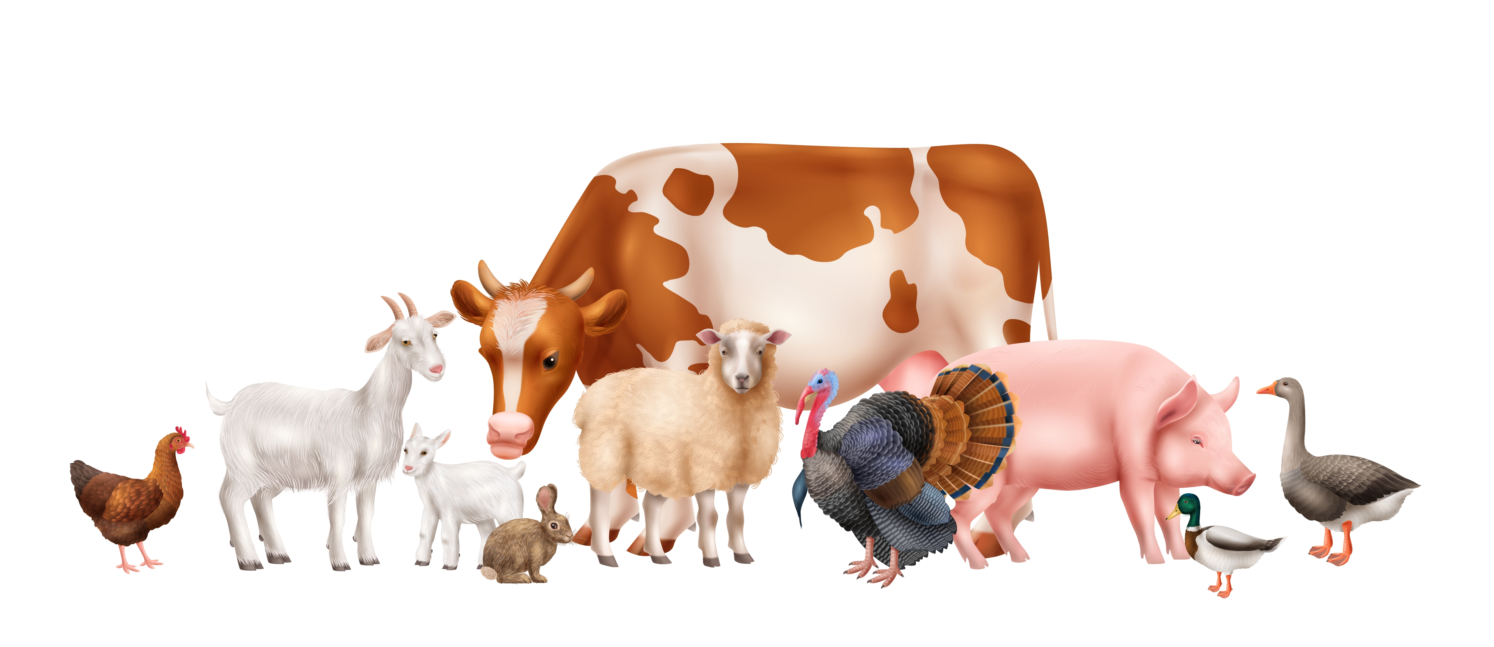 “中国和牛”入沪记：上海助推贵州打造全国优质牛羊肉供应基地