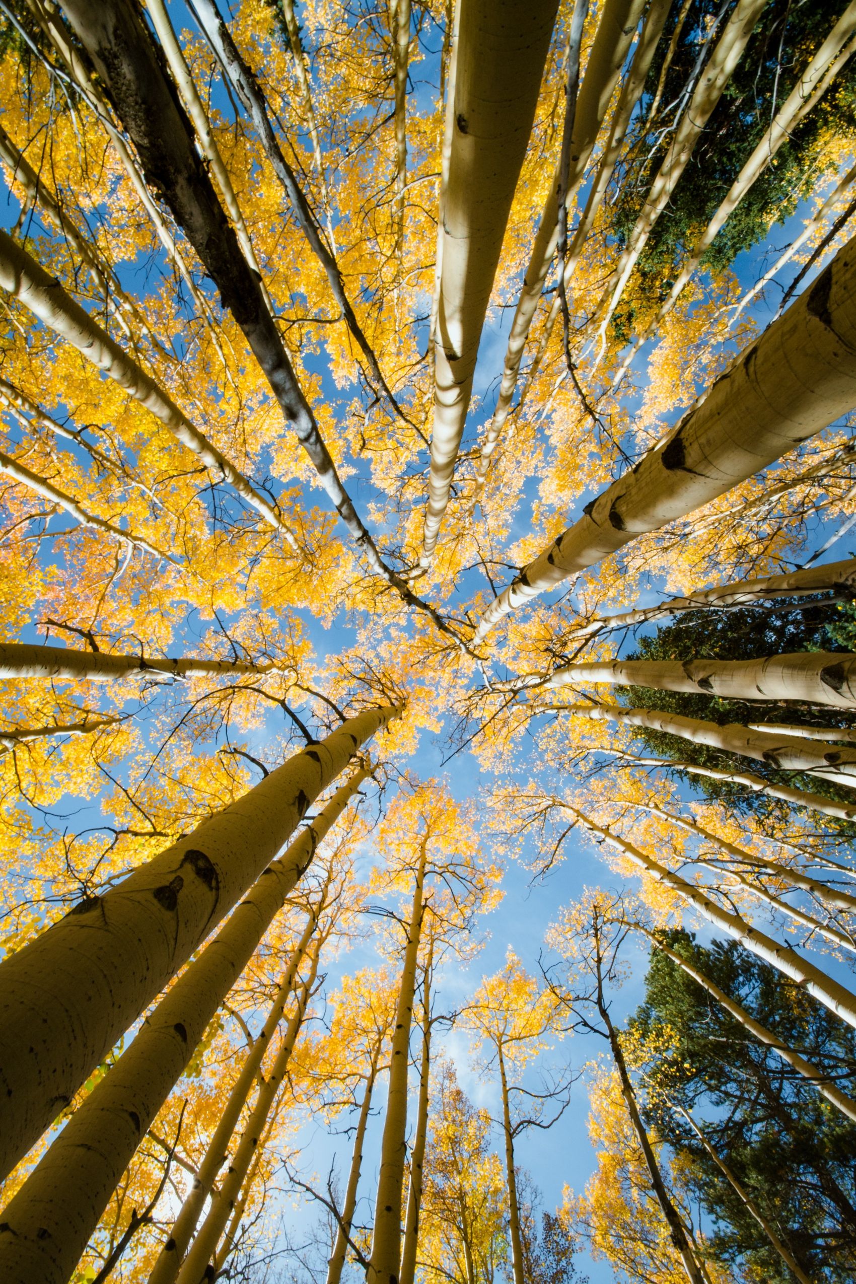 秋季仰拍的白桦林树林图片