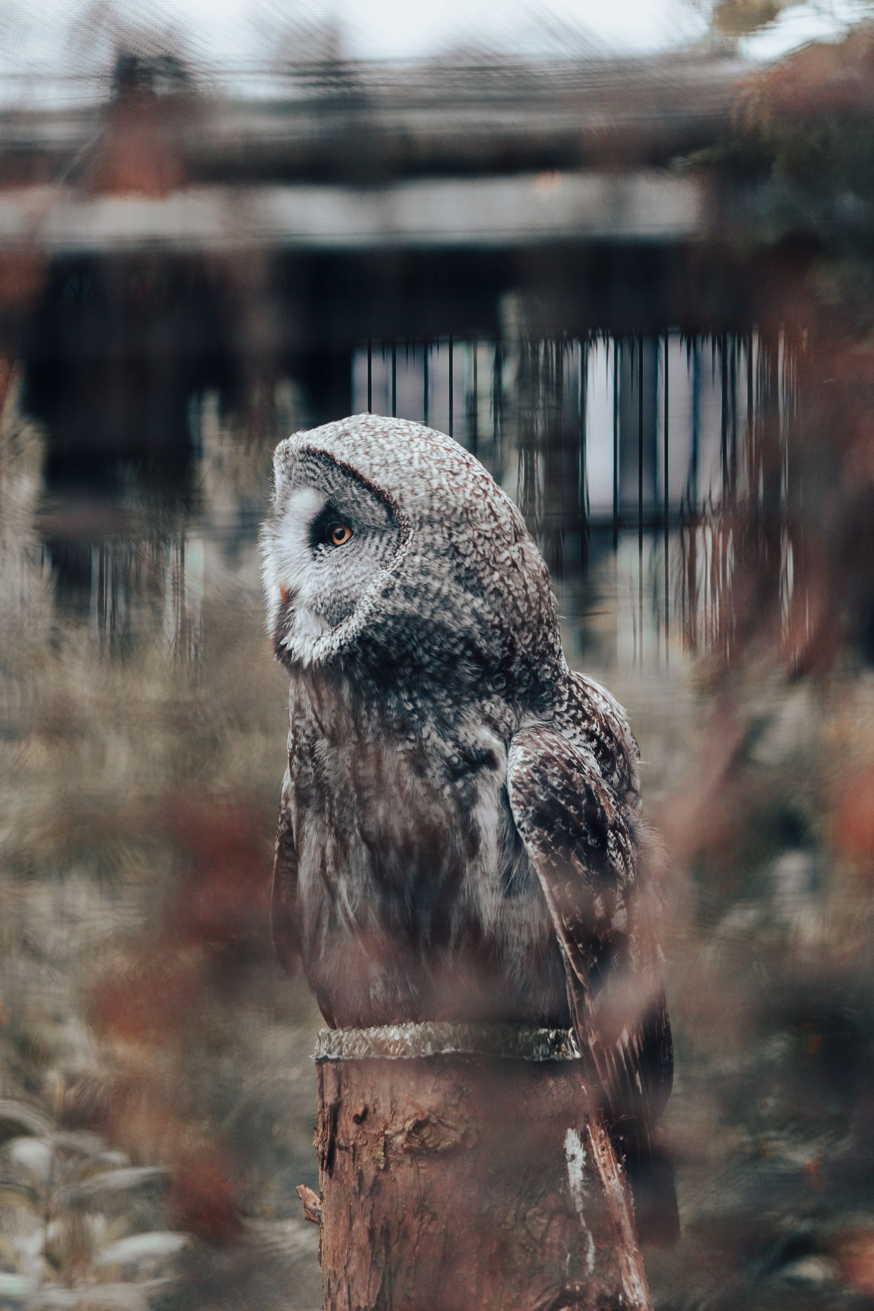 树桩上的猫头鹰图片