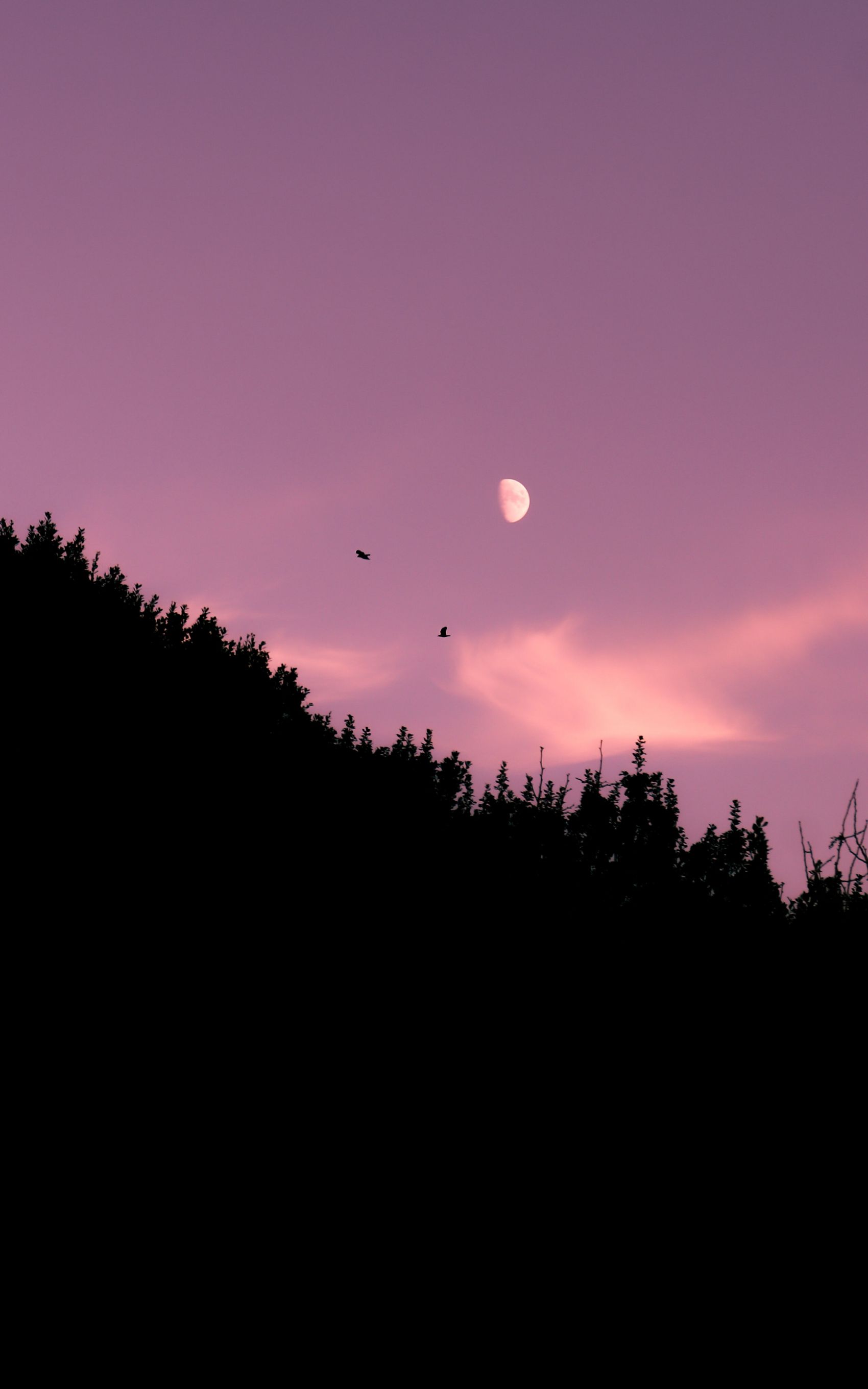 粉红色的月亮天空图片