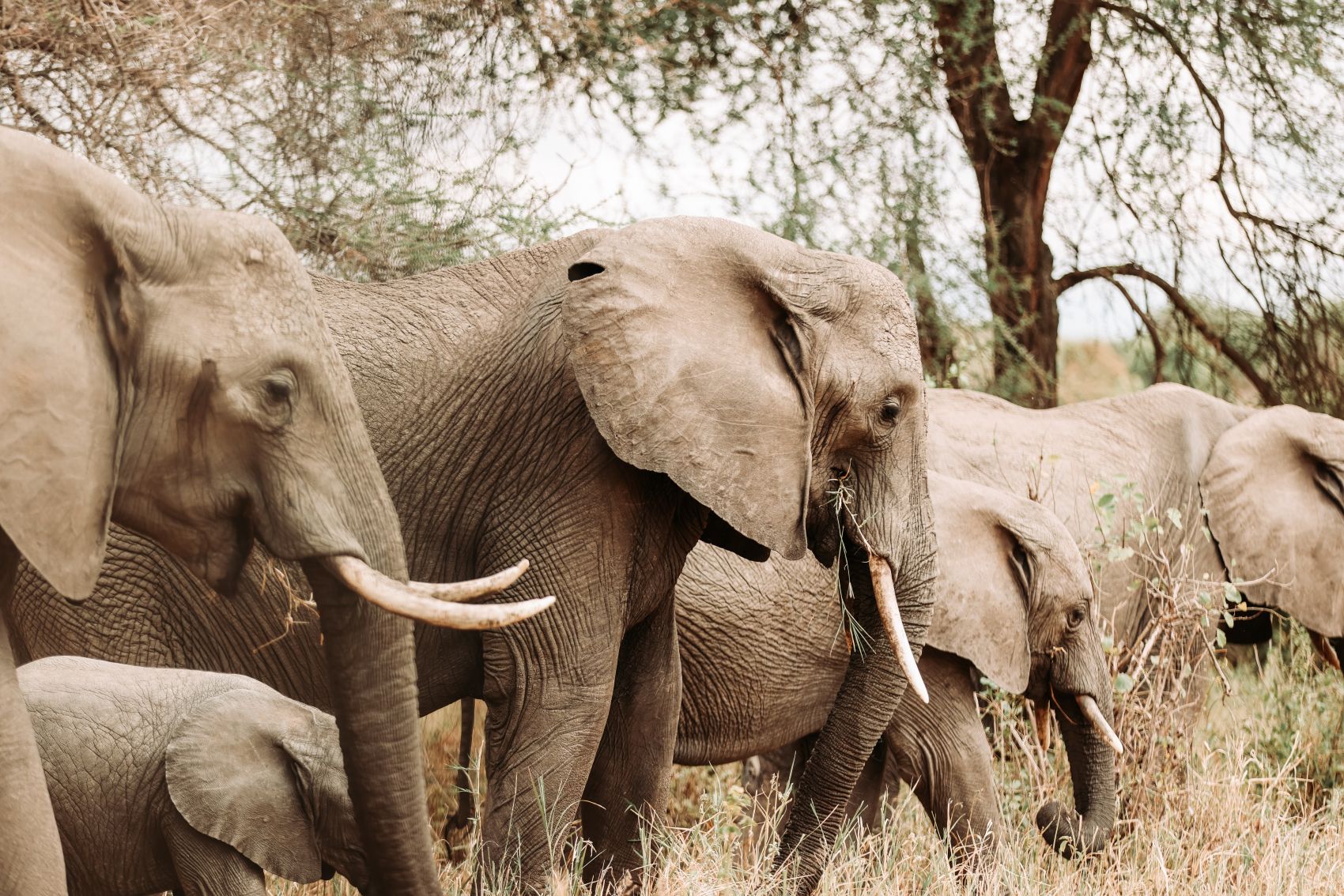 小象是象群里的宝贝，为何大象会格外宠爱幼崽？ - 努力学习网