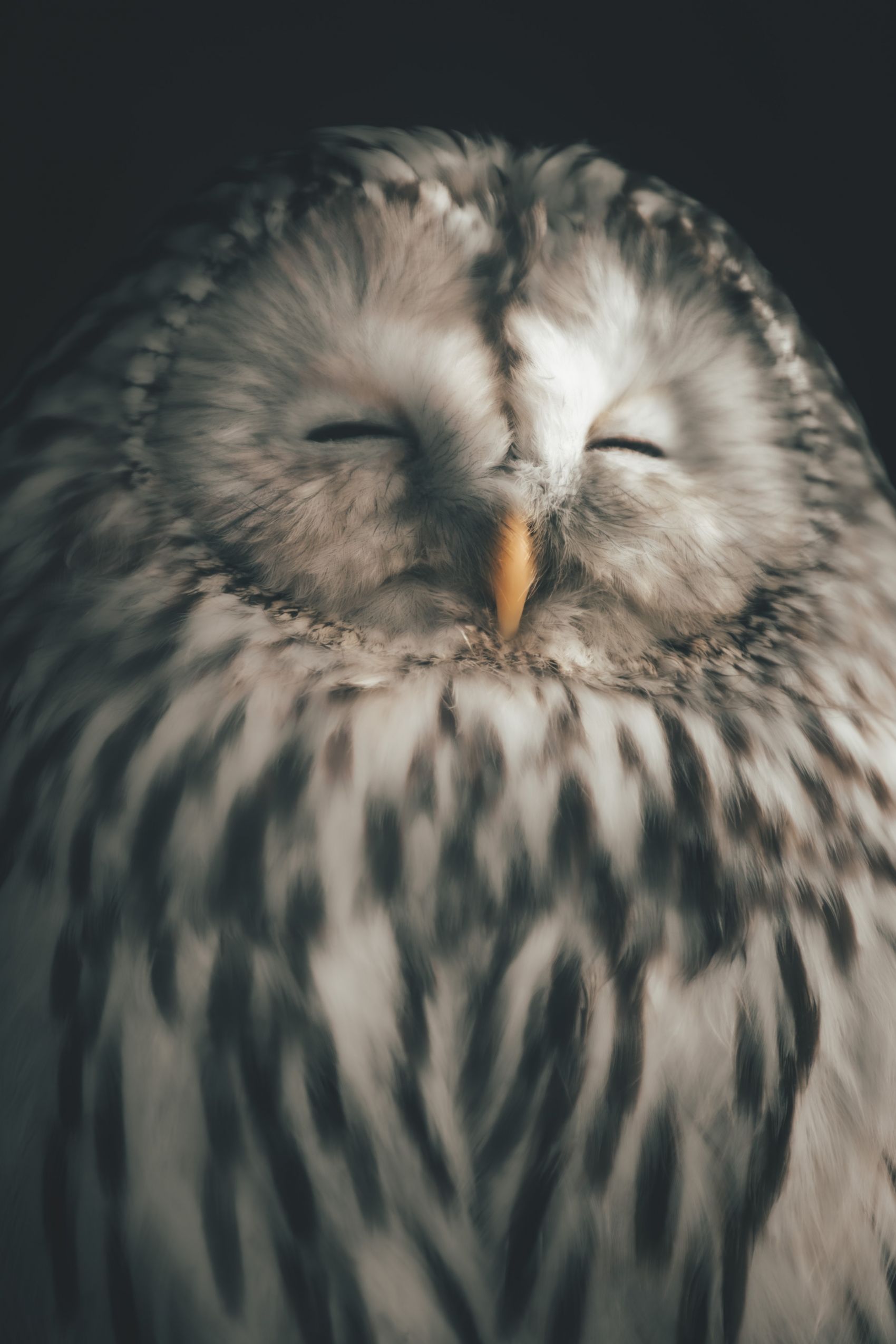 眯眼睡觉的猫头鹰图片