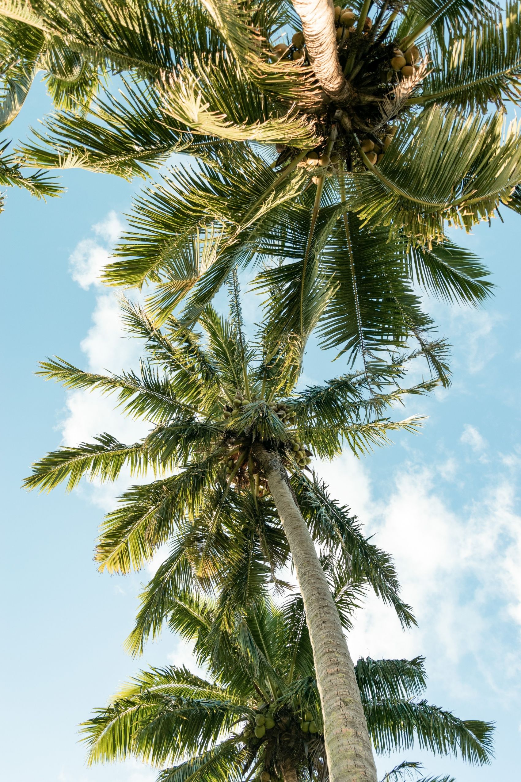 仰拍热带棕榈树图图片