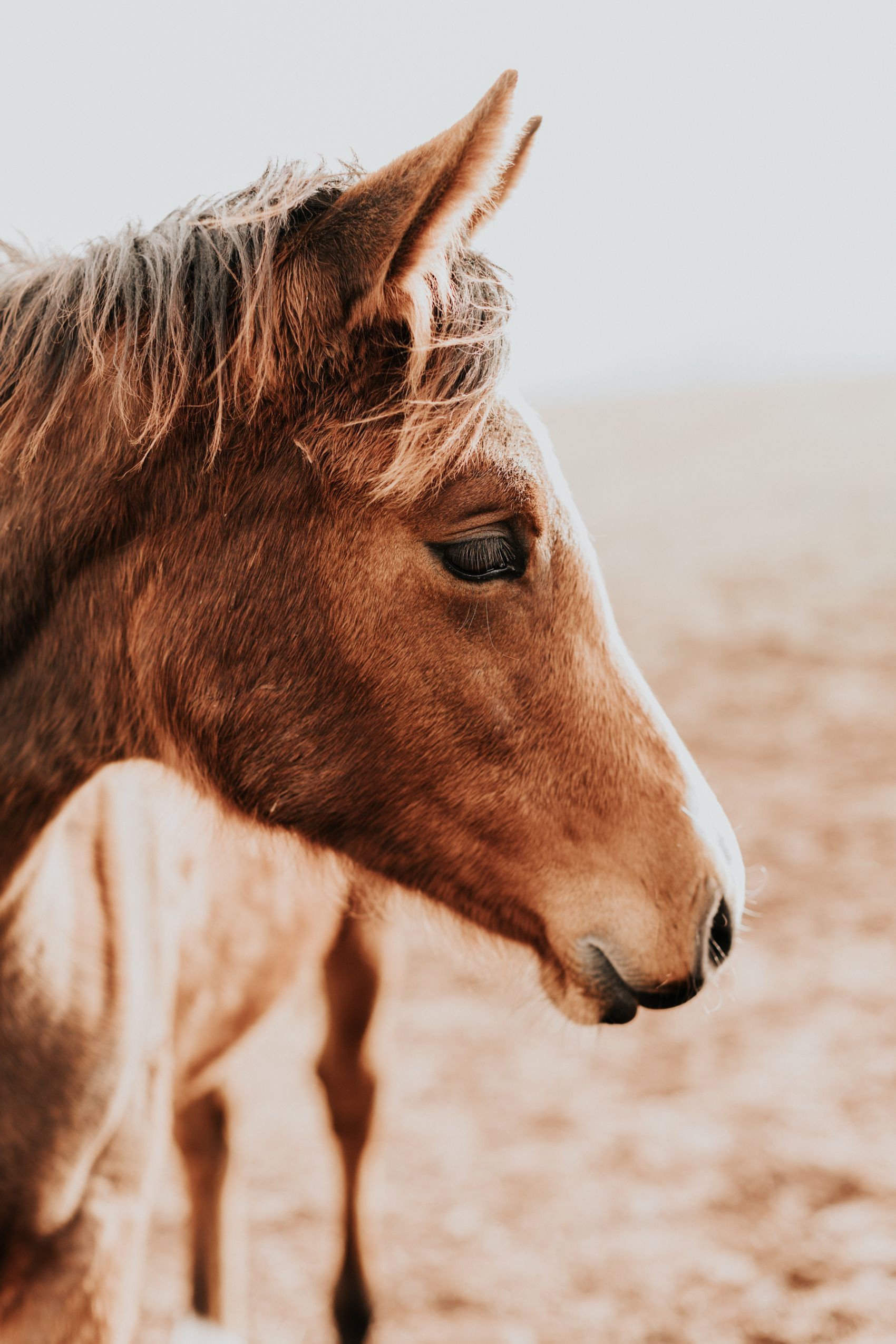 野马头部图图片