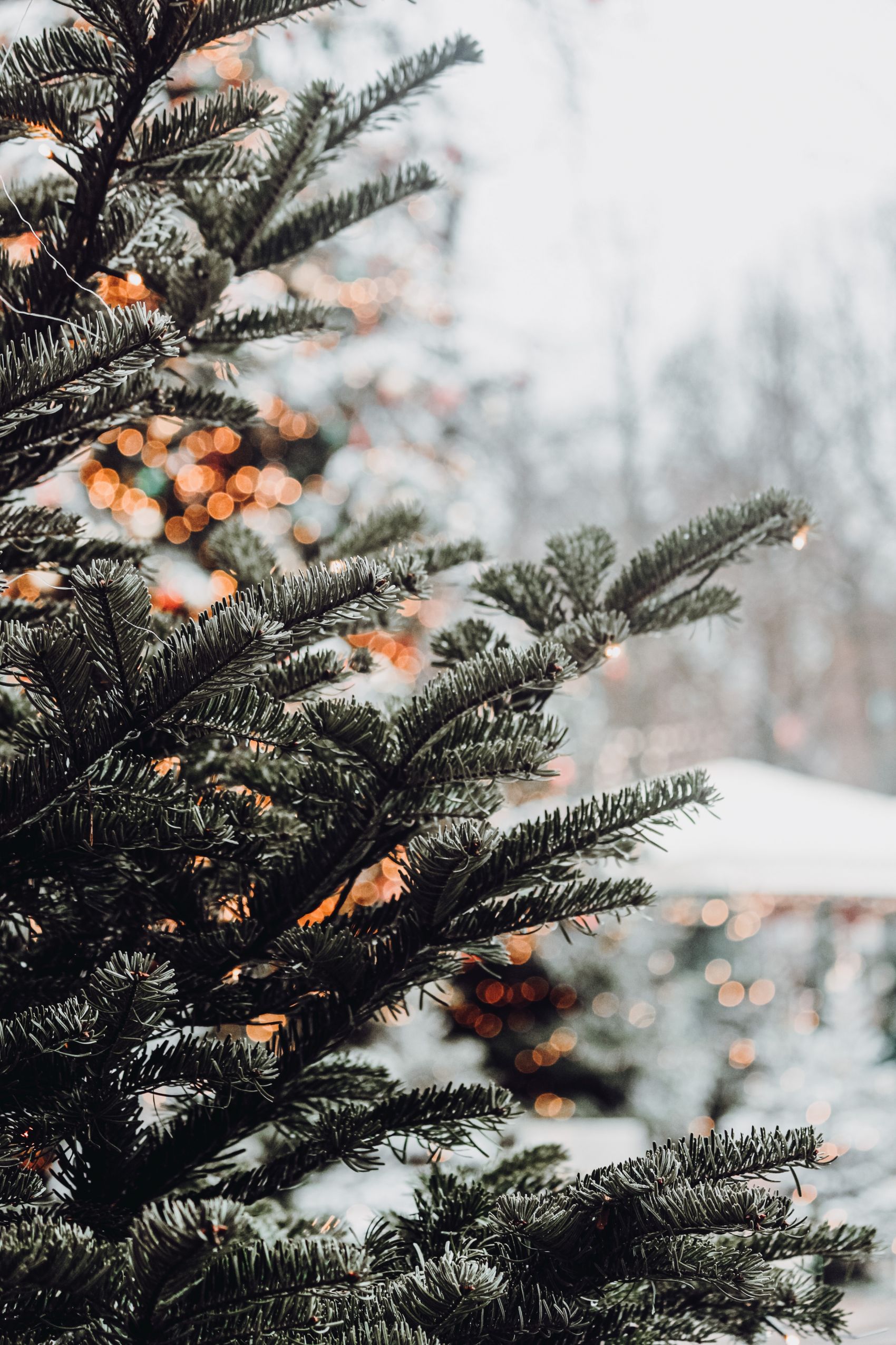 冬季针叶树图片图片