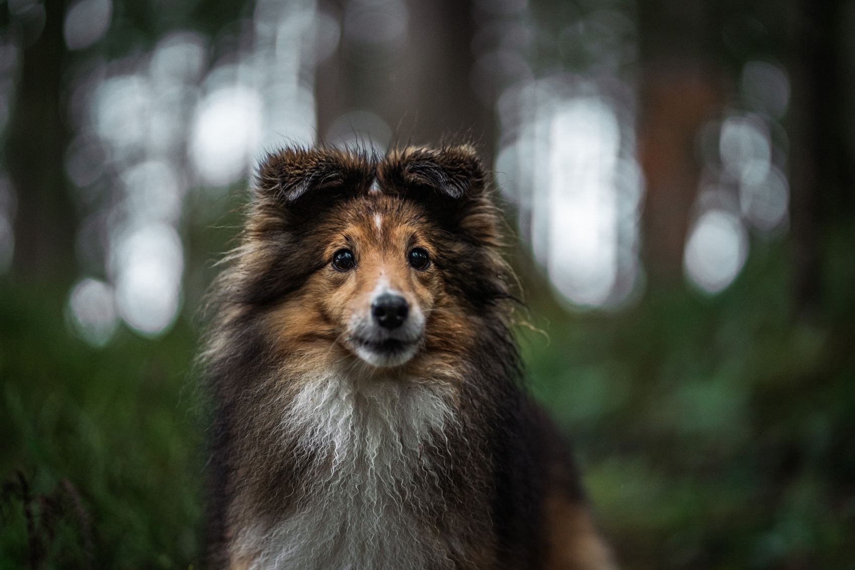喜乐蒂牧羊犬图图片