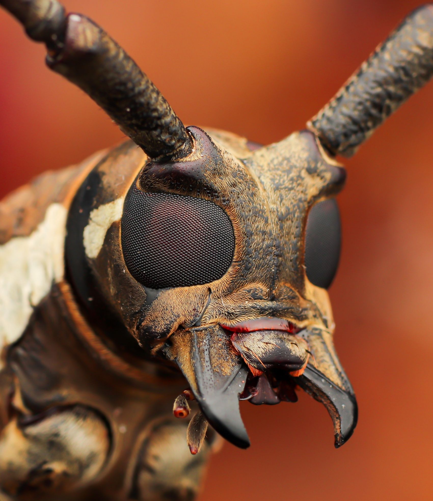 世界上最好看的甲虫，114mm南洋大兜虫（CCC）的视觉感受_哔哩哔哩_bilibili