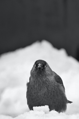 雪地中的灰林鸮写真图
