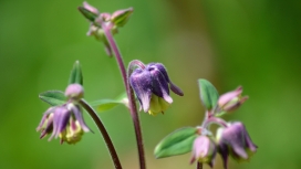 紫色虾脊兰花瓣