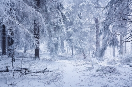 《法戈恩的秘密》-冬季森林图