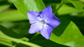 紫色花叶蔓长春花植物图片