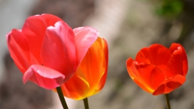 红色郁金香花瓣图片