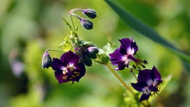 紫色老鹤草植物图