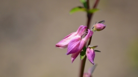 粉红色的耧斗菜植物