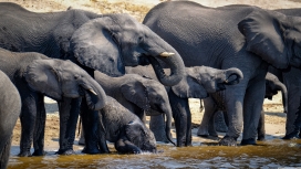 在喝水的象群家族