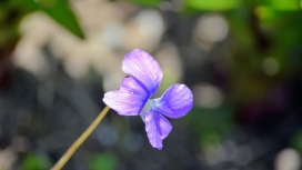 紫色紫花地丁花瓣