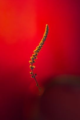 黄杞花植物图片
