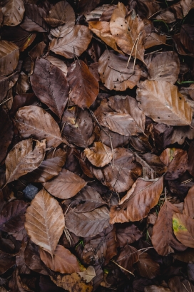 枯黄的黄栌树叶