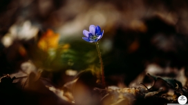 蓝色獐耳细辛花瓣