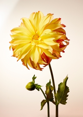 DAHLIAS-盛开的大丽花