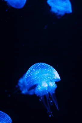 深海蓝色透明的水母群