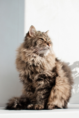 咖啡色的西伯利亚猫宠物图片