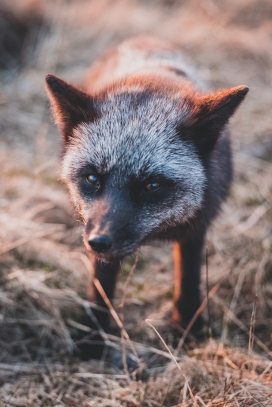 瘦小的浣熊动物图片