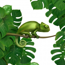 热带雨林绿色变色龙蜥蜴