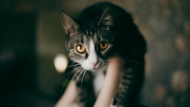 双手抱起来的灰色家猫