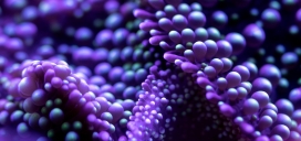 蓝紫色小气泡微距写真图