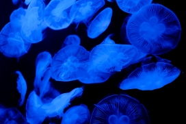 聚在一起的蓝色水母群
