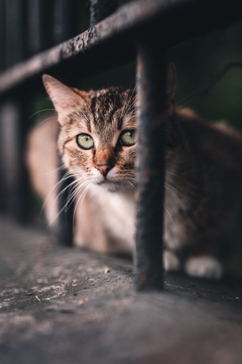 躲在桌子下的小花猫