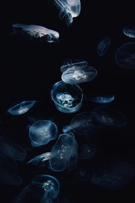 透明色水母群