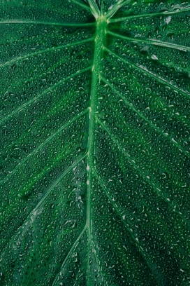 带雨滴的绿色蕉叶