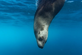 潜入水中的海狮