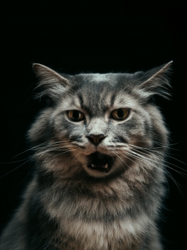 灰色山猫宠物图