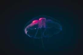 红色透明水母图