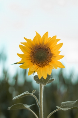成熟期的向日葵花瓣图片