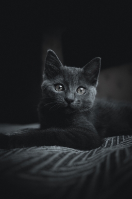 躺在地毯上的黑猫