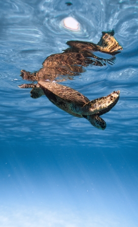 蓝海中潜水游泳的海龟