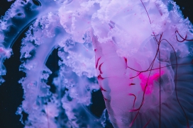 肥大的蓝色水母动物