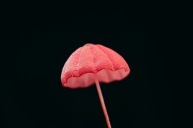 红色雨伞型蘑菇植物图