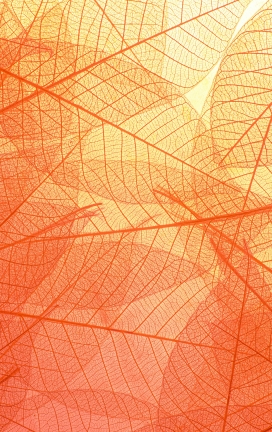 橘黄色网纹树叶图