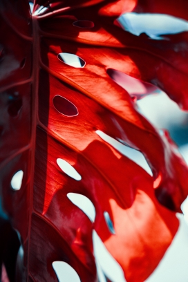 红色带洞的树叶