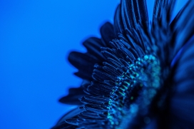 蓝色带水滴的花瓣