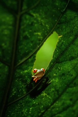 绿叶中好奇的青蛙