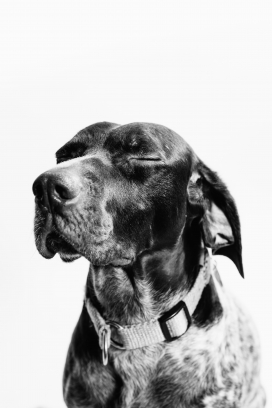 有点发愁的斑点狗