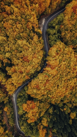 高空俯拍的秋季弯曲森林公路